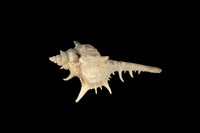 藏品(海峽骨螺)的圖片